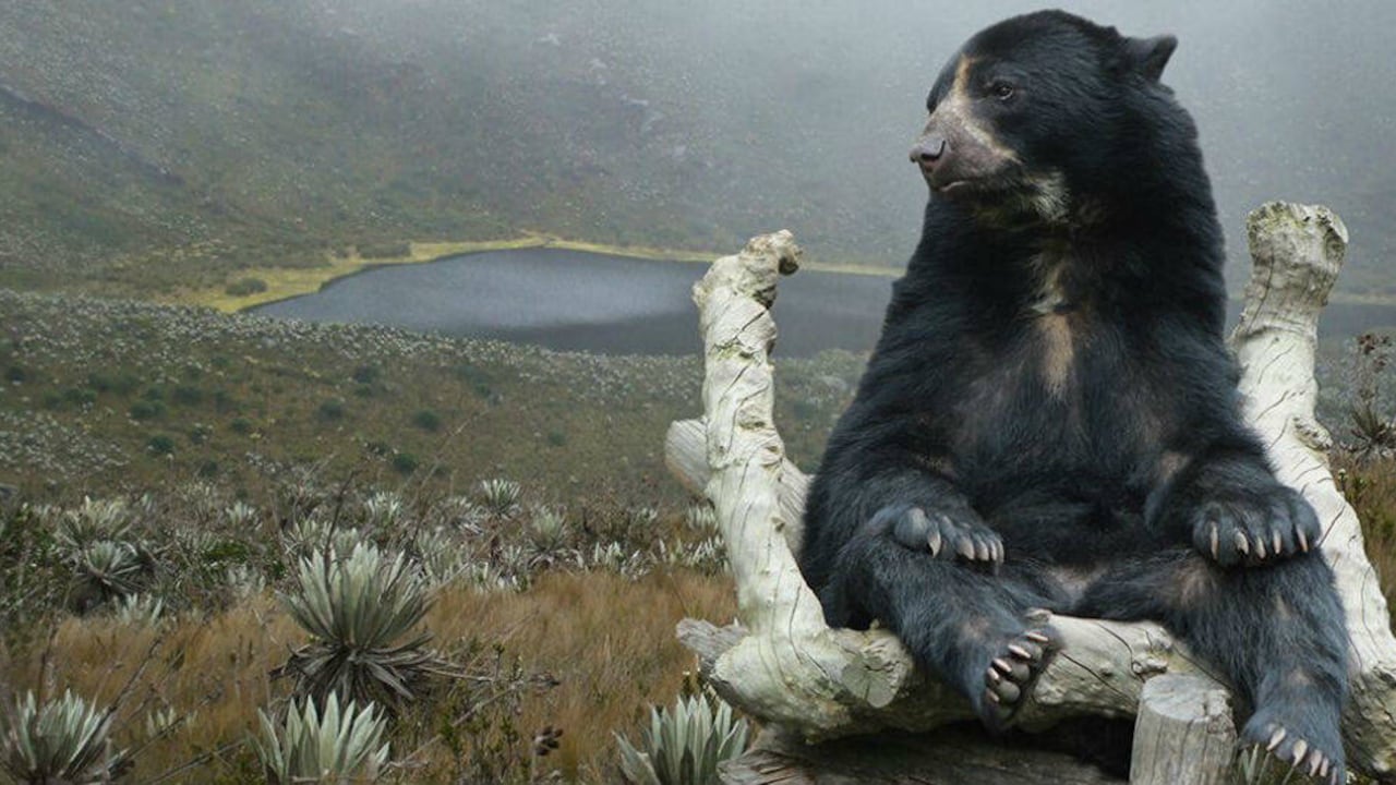 Muy cerca de Bogotá es posible encontrar osos de anteojos. Fotos: Secretaría de prensa | Gobernación de Cundinamarca