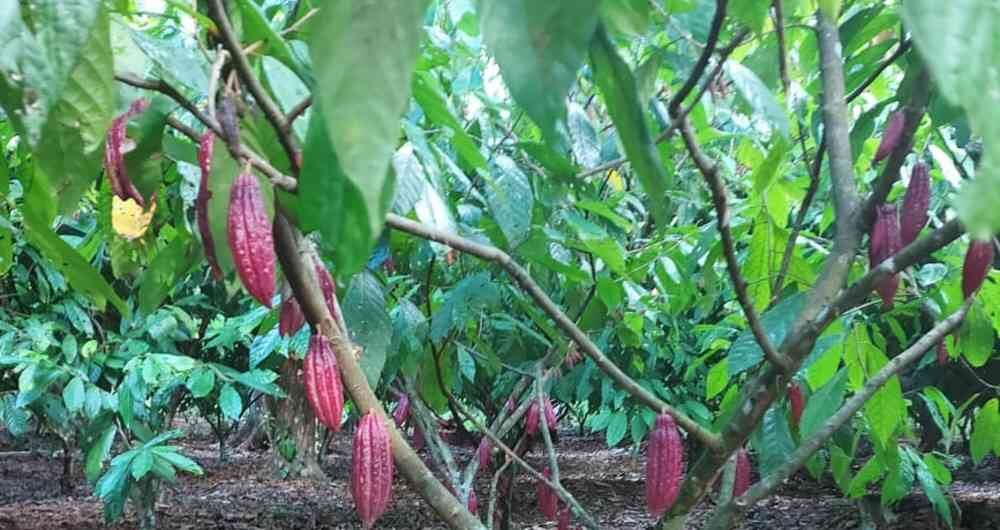 Cacao en Colombia. Archivo Semana.