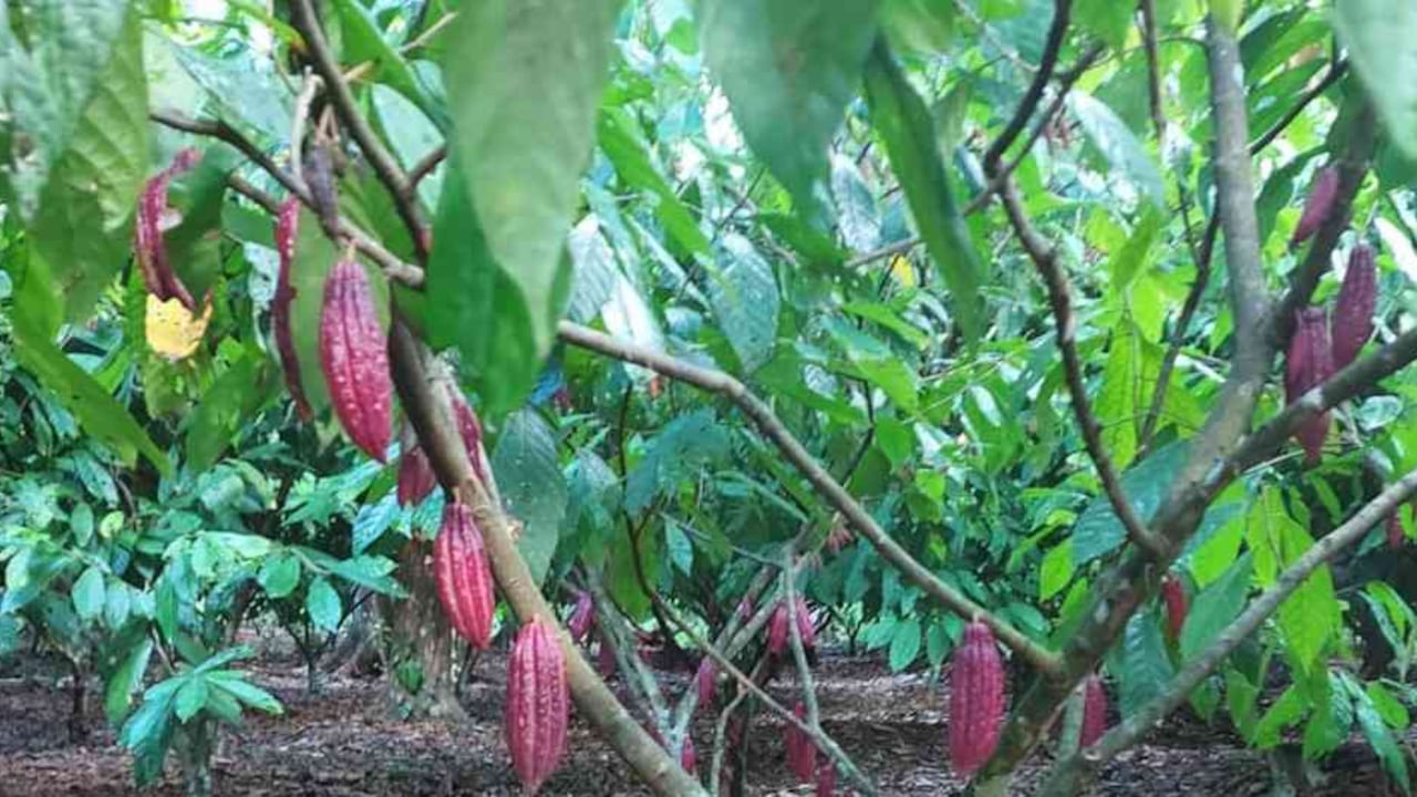 En 2019 hubo una producción de 59.740 toneladas.