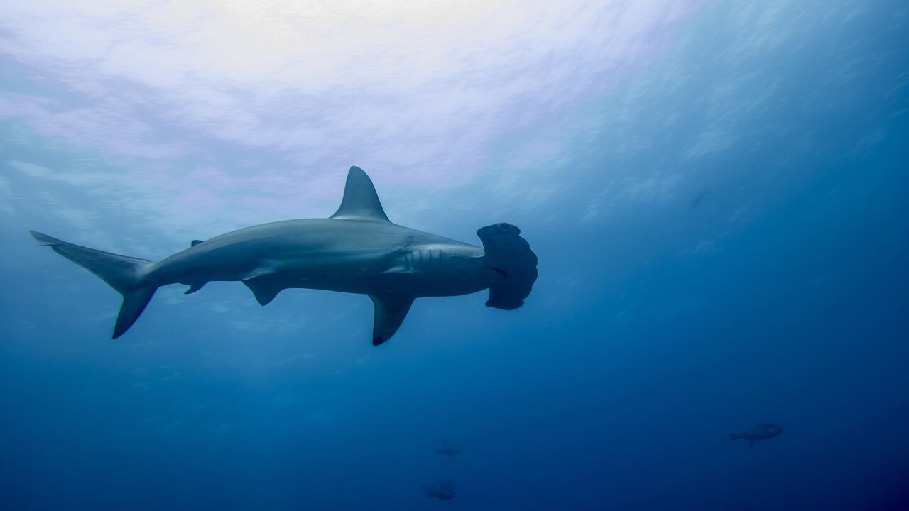 Tiburón Martillo en Isla Malpelo