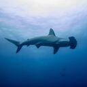 La Isla de Malpelo es una de las más importantes para la práctica de Buceo en Colombia.