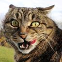 Sobre los gatos, según destacan medios internacionales, también existen riesgo de transmisibilidad de enfermedades como los brotes de la llamada leucemia felina.