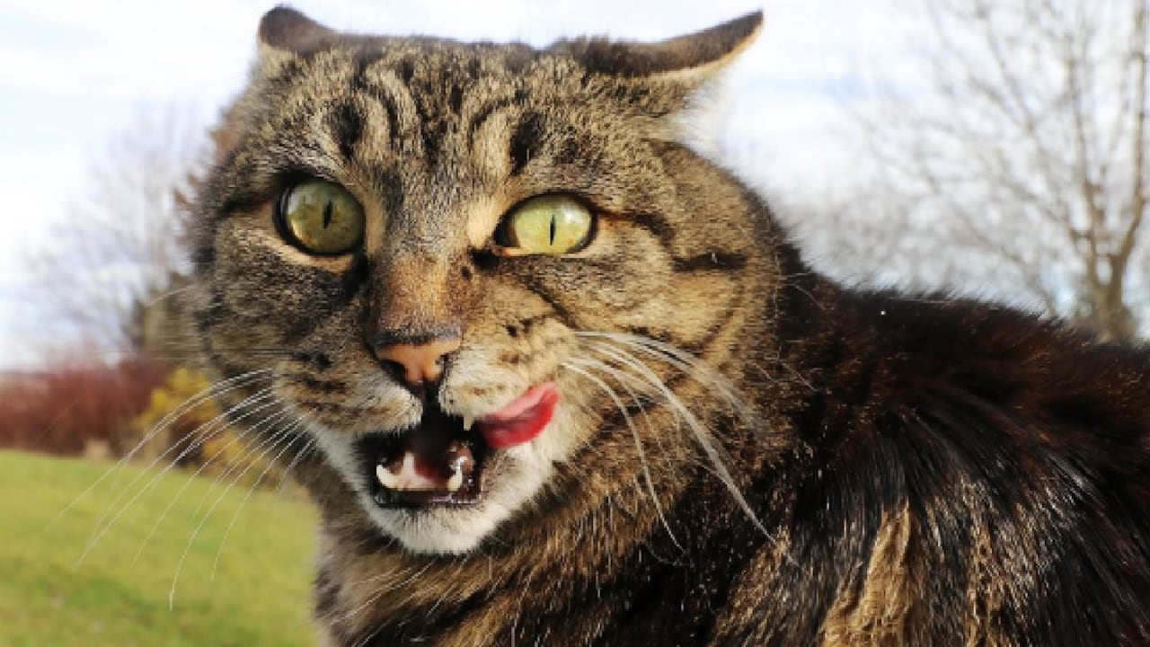 Sobre los gatos, según destacan medios internacionales, también existen riesgo de transmisibilidad de enfermedades como los brotes de la llamada leucemia felina.