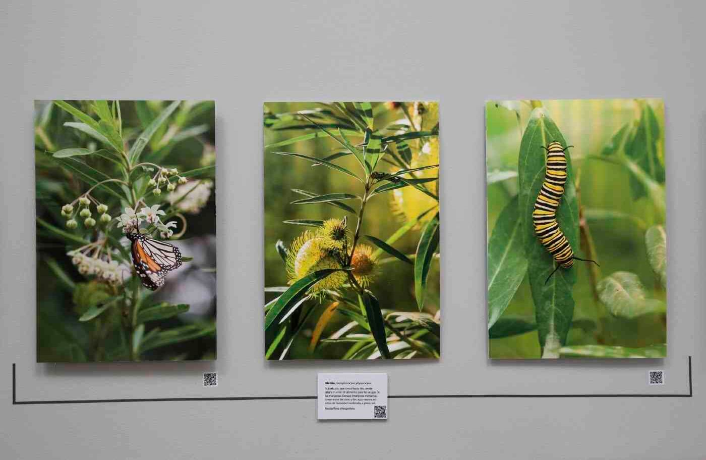 Estas fotos muestra la transformación de las orugas en mariposas danaus.