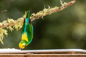 Al menos 562 especies de aves habitan en la región.