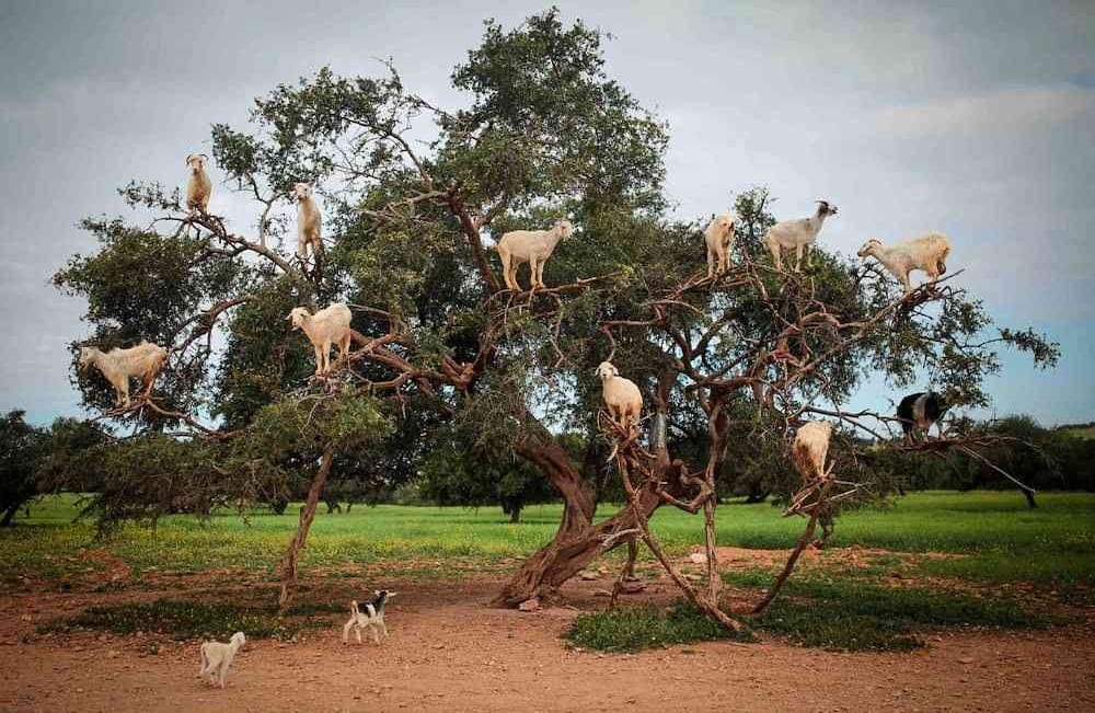 Las cabras trepadoras de árboles se alimentan de una Argania Spinosa, conocida como árbol de Argán, en Essaouira, en el suroeste de Marruecos, el miércoles 4 de abril de 2018. Al comer las frutas y escupir las semillas, las cabras ayudan en el proceso de fabricación del aceite de Argán. (Foto: AP / Mosa'ab Elshamy)