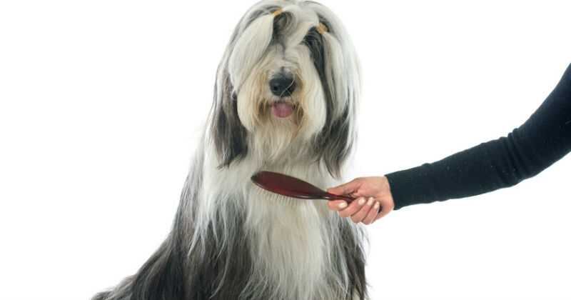 El pelo de las mascotas se puede adherir demasiado a la ropa.