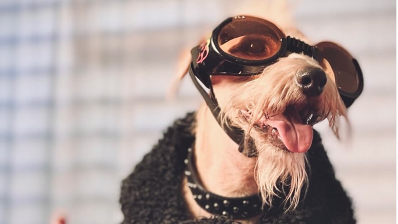 Reto Manada Dogstars