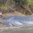 Tiburón ballena muerto en Nabugá, municipio de Bahía Solano, Chocó.