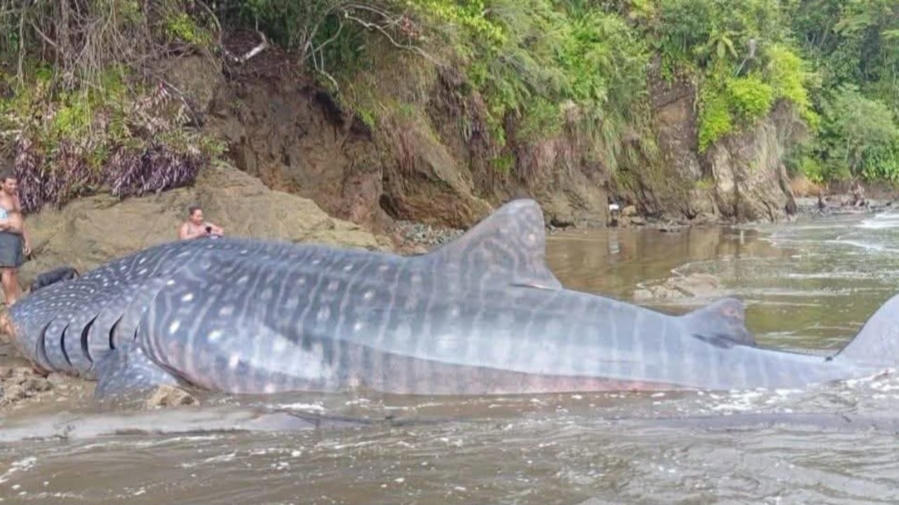 Tiburón ballena muerto en Nabugá, municipio de Bahía Solano.