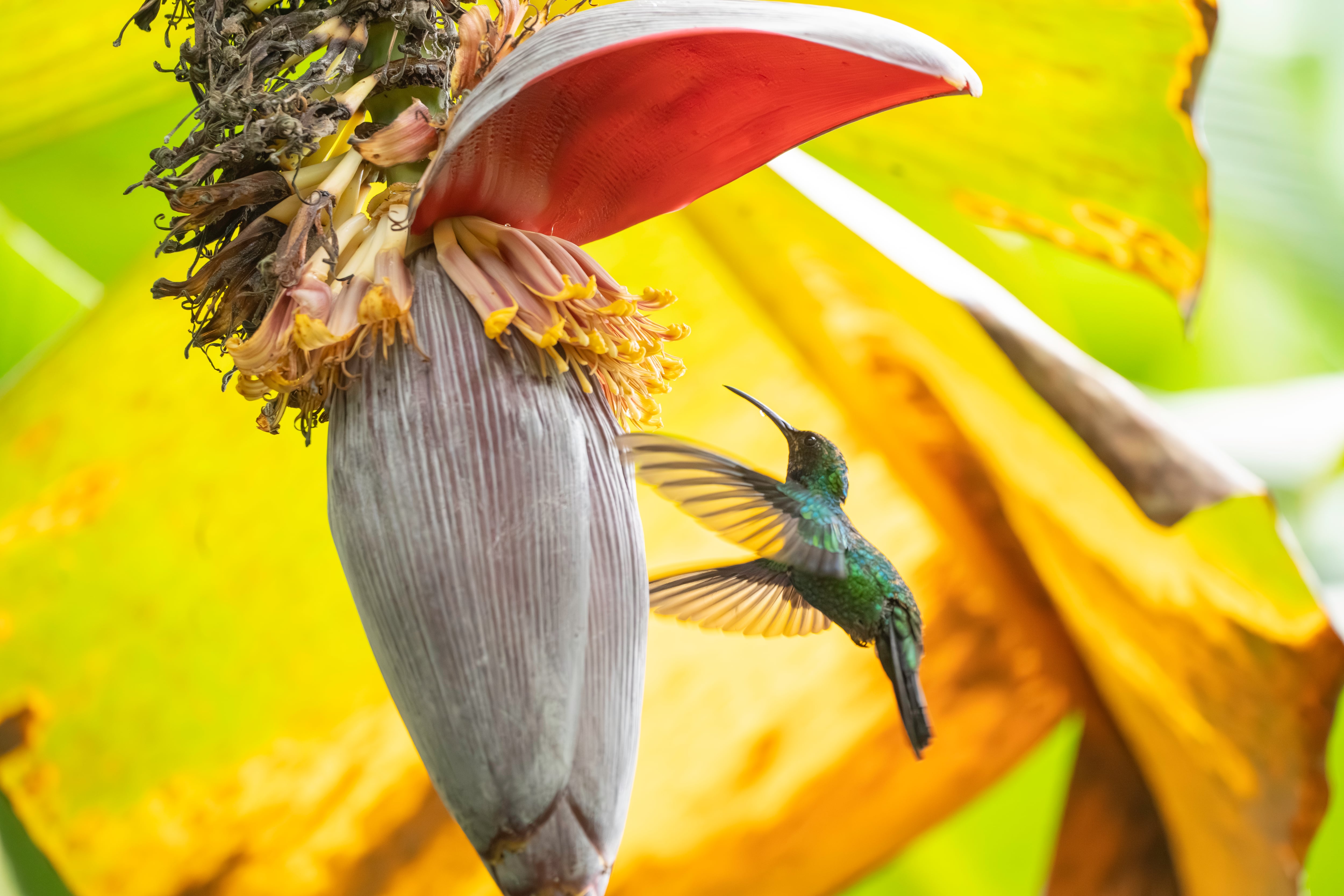 Gracias al estudio se tiene información acerca del área que habita el colibrí, sus hábitos alimenticios y de apareamiento.