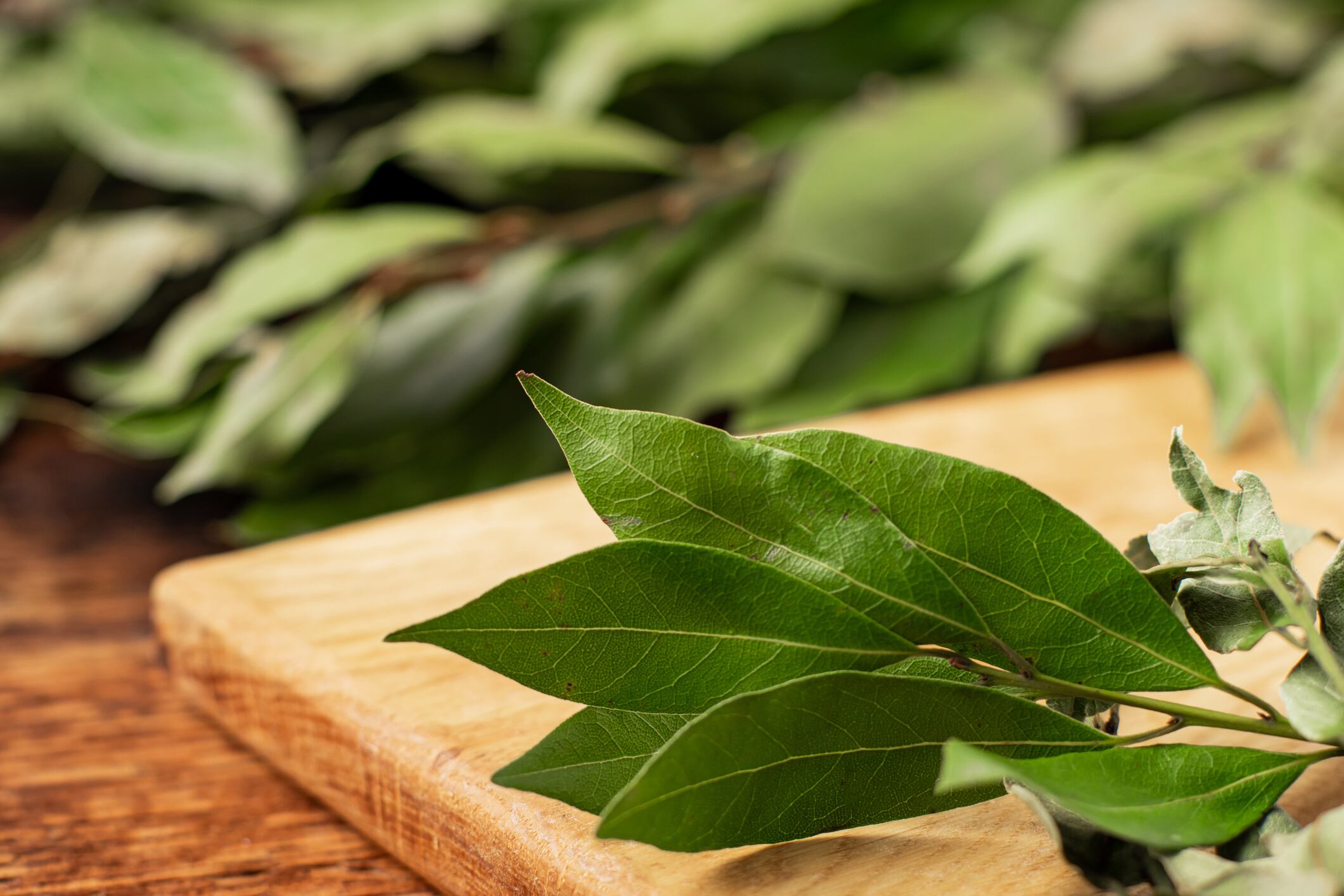 El laurel se puede ingerir para disminuir el azúcar en la sangre.