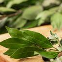 El consumo de laurel puede ser beneficioso para reducir los niveles de azúcar en la sangre.