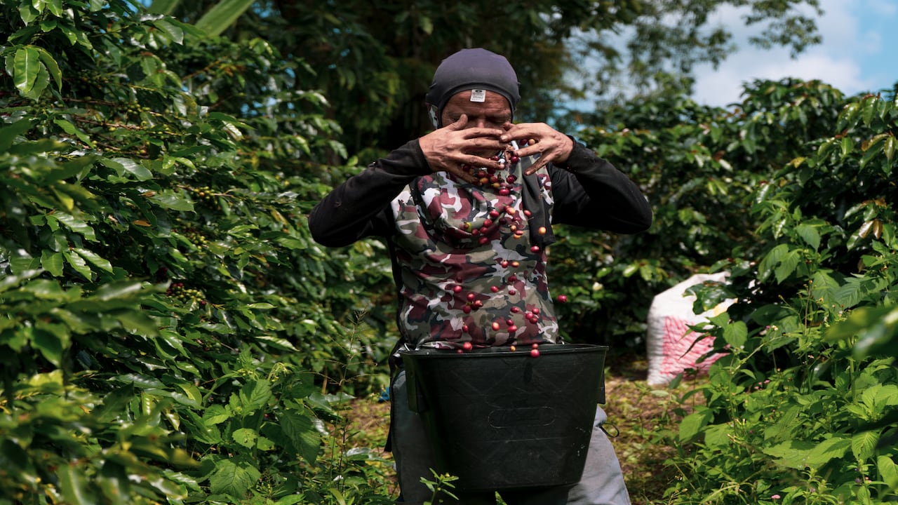 El café sigue siendo el primer producto de exportación no petrolero ni minero en Colombia.