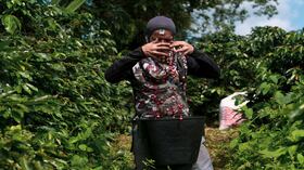 El café sigue siendo el primer producto de exportación no petrolero ni minero en Colombia.