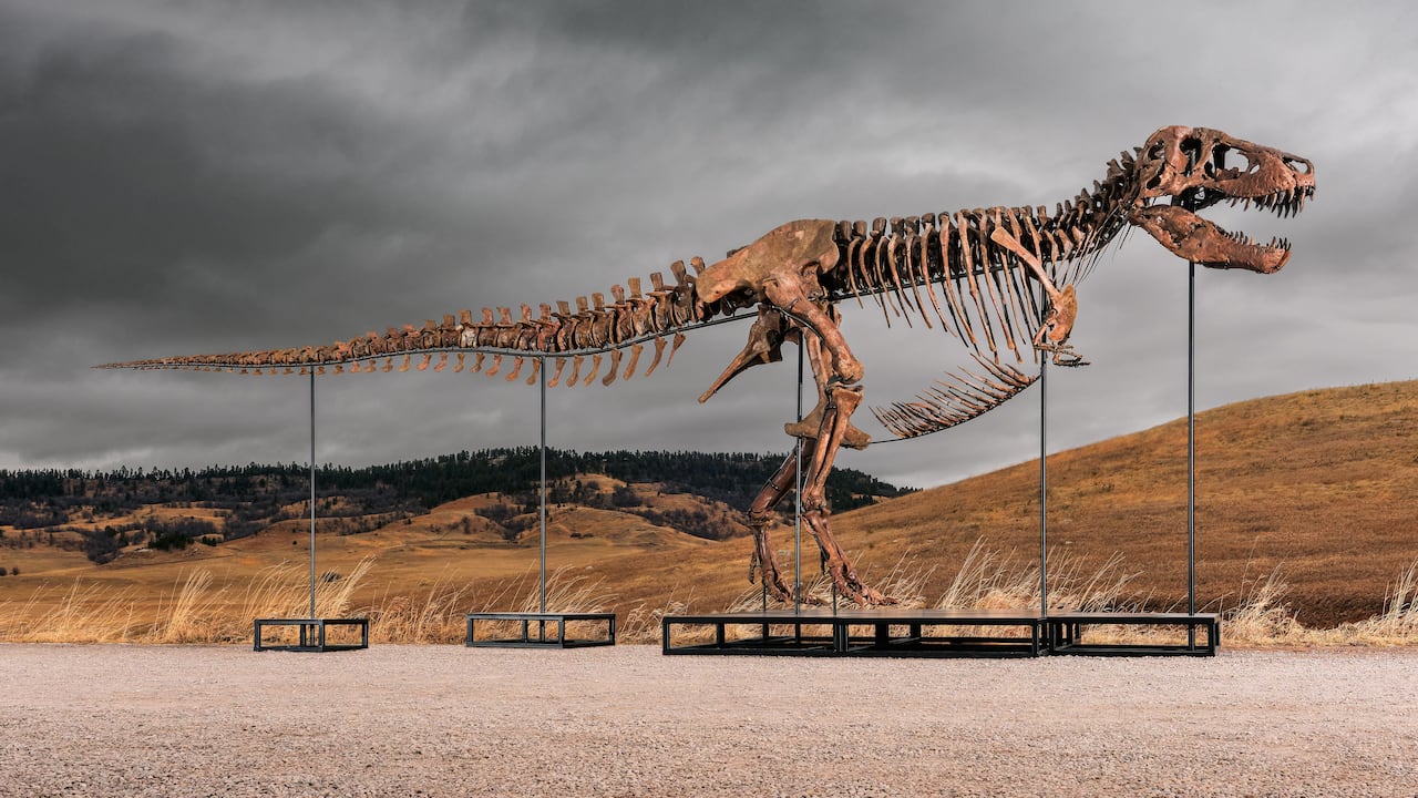 'Gus' es uno de los esqueletos de Tyrannosaurus rex mejor conservados descubiertos hasta la fecha.