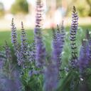 Salvia