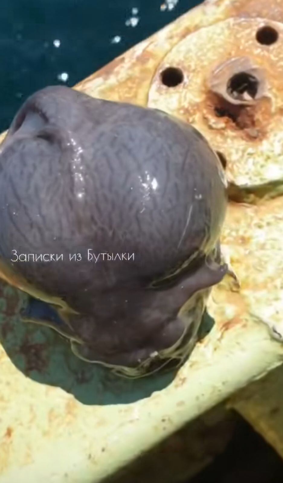 Las redes sociales se inundaron de comentarios, muchos coincidieron con la similitud con un extraterrestre