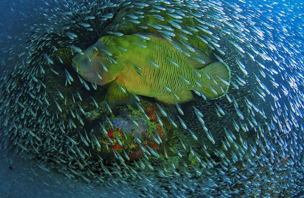 Mención honorífica en la categoría "Naturaleza"  Ubicación: Cairns, Gran Barrera de Coral, Flynn Reef, Australia  Fotografía y leyenda por Christian Miller/Concurso de fotografía National Geographic 2014