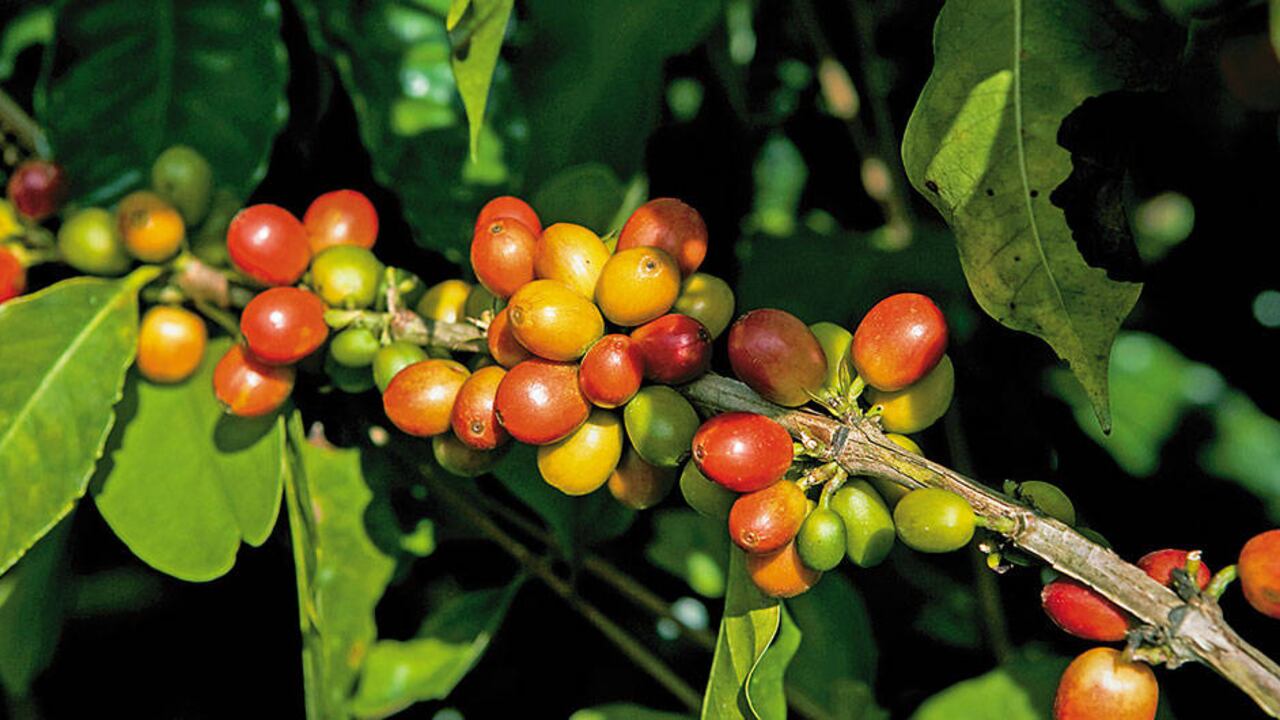 Un fondo de estabilización de precios podría mejorar la situación de los caficultores colombianos. Pero el gerente de la federación, Roberto Vélez, cree que los detalles de cómo se financia y cómo opera serán determinantes.