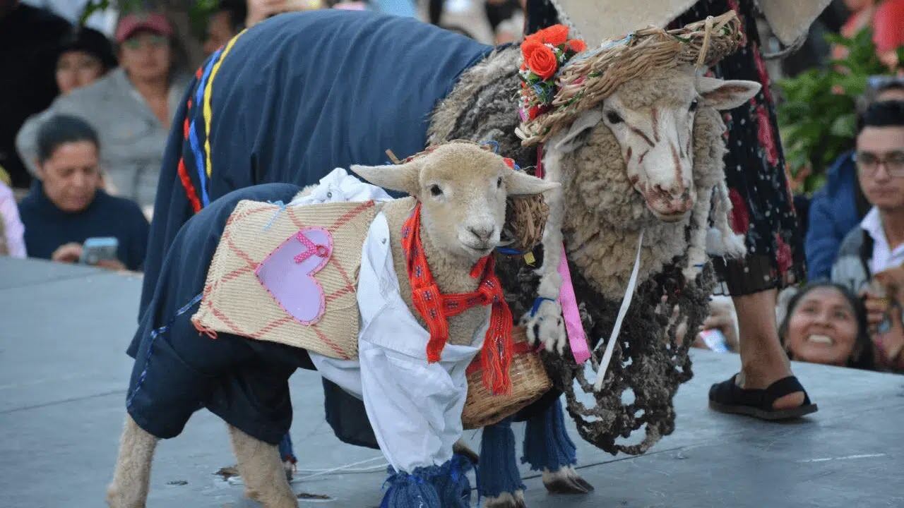 En la última jornada se destacarán entre otros, el Concurso de Esquiladores, el Festival de Hilanderas, el Reinado de la Oveja y el Fashion de la Ruana.