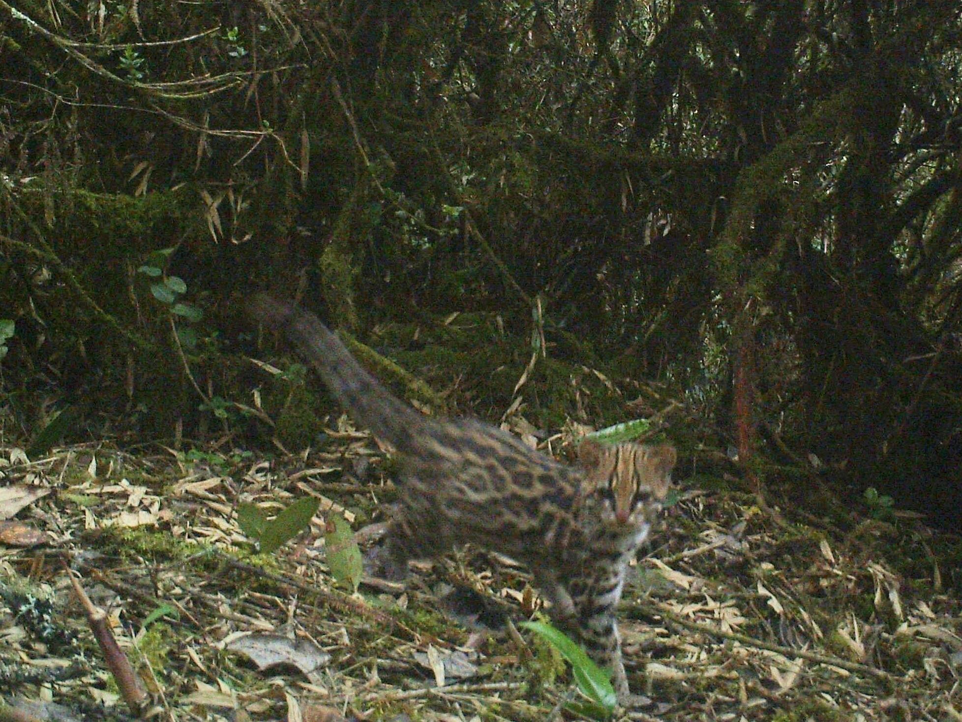 NO USAR, USO EXCLUSIVO MEJOR COLOMBIA, Content GEB