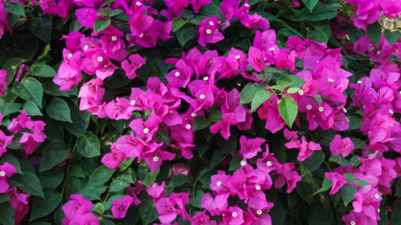 La Bugambilia es nativa de los bosques tropicales de Suramérica.