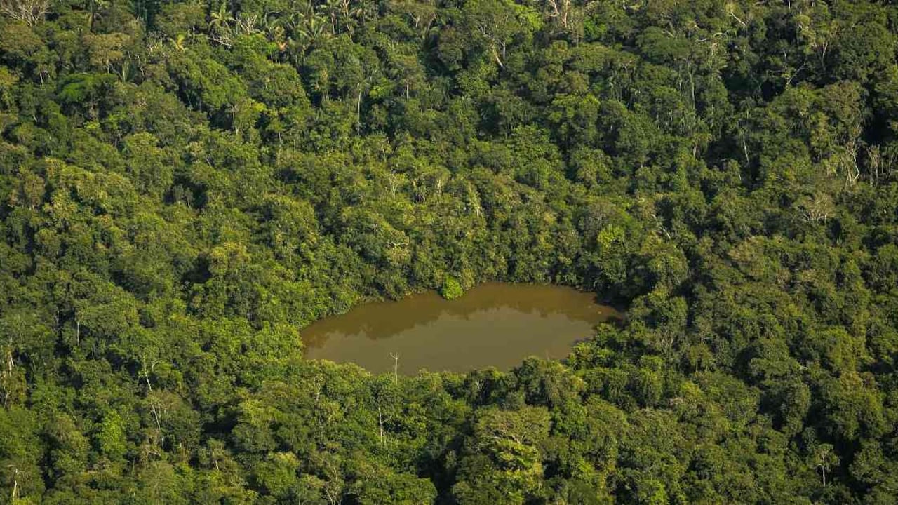 Alrededor de 10 millones de hectáreas de bosques se pierden cada año en el mundo.