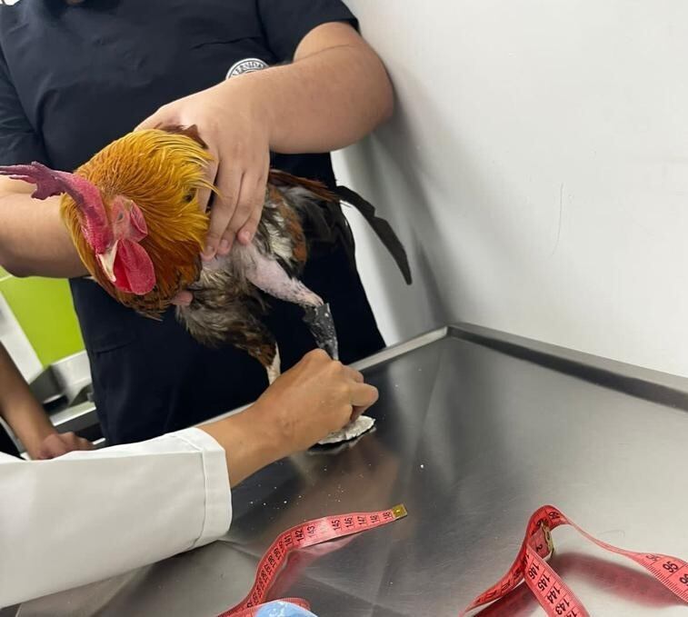 Los médicos veterinarios de la Universidad CES intervinieron a Emilio