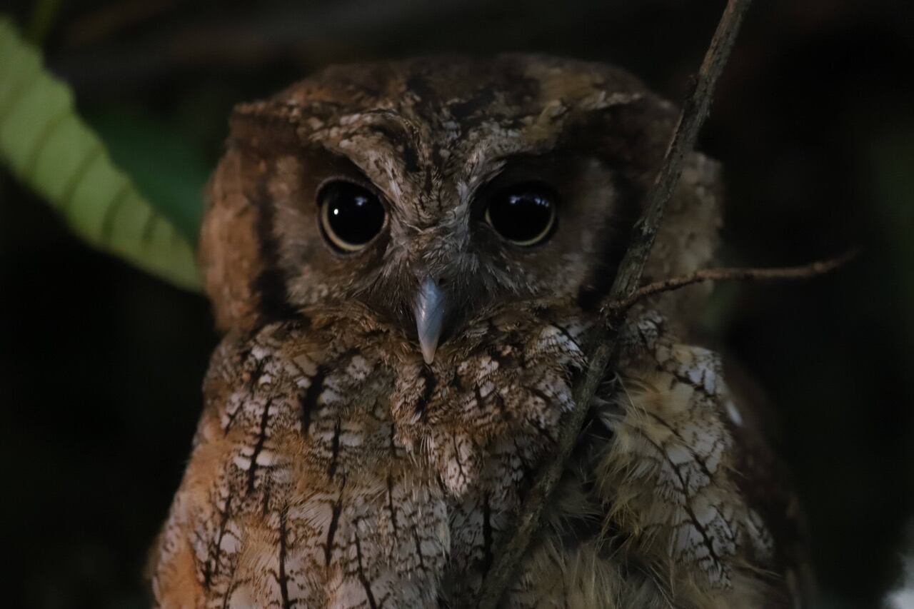 Especies liberadas Bogotá