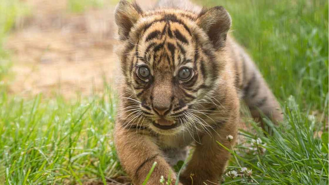 Los tigres de Sumatra se encuentran en peligro crítico de extinción. Foto: AFP