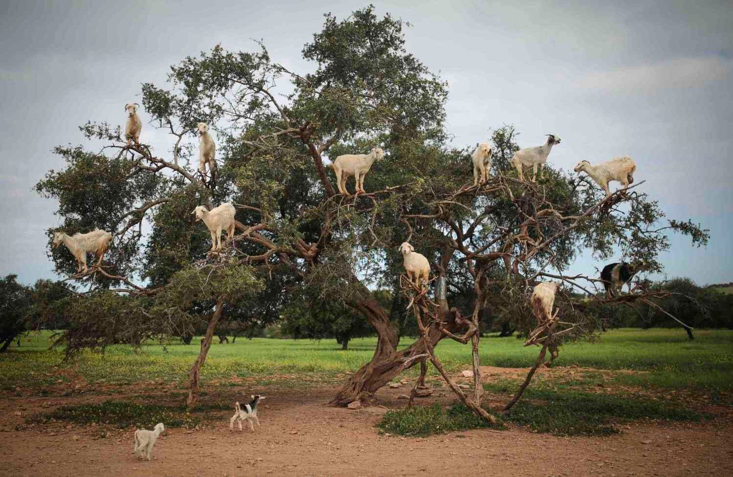 Marruecos Hora de comer Las cabras trepadoras se alimentan de un árbol de Argán en el sureste de Marruecos. Al comer la fruta y escupir las semillas, las cabras ayudan en el proceso de fabricación del aceite de argán. AP/ Mosa’ab Elshamy