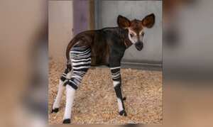 El raro mamífero en vía de extinción que nació en un zoológico de Estado Unidos