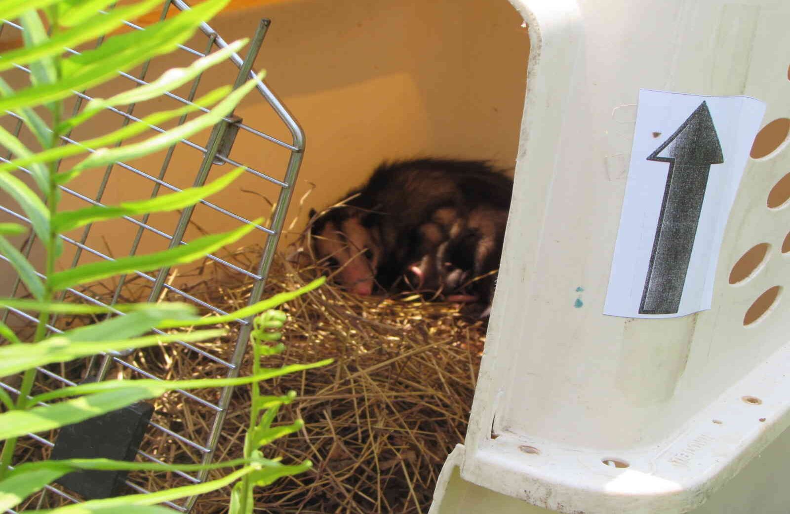 Según la Secretaría de Ambiente de Bogotá, en lo corrido de este año cerca de 950 animales víctimas del tráfico de fauna silvestre han recuperado su libertad en varias partes del país. Foto: Cormacarena