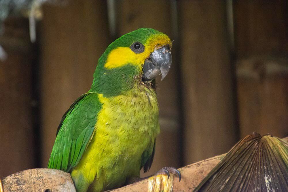 Loro orejiamarillo que fue rescatado.