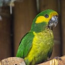 Loro orejiamarillo que fue rescatado.