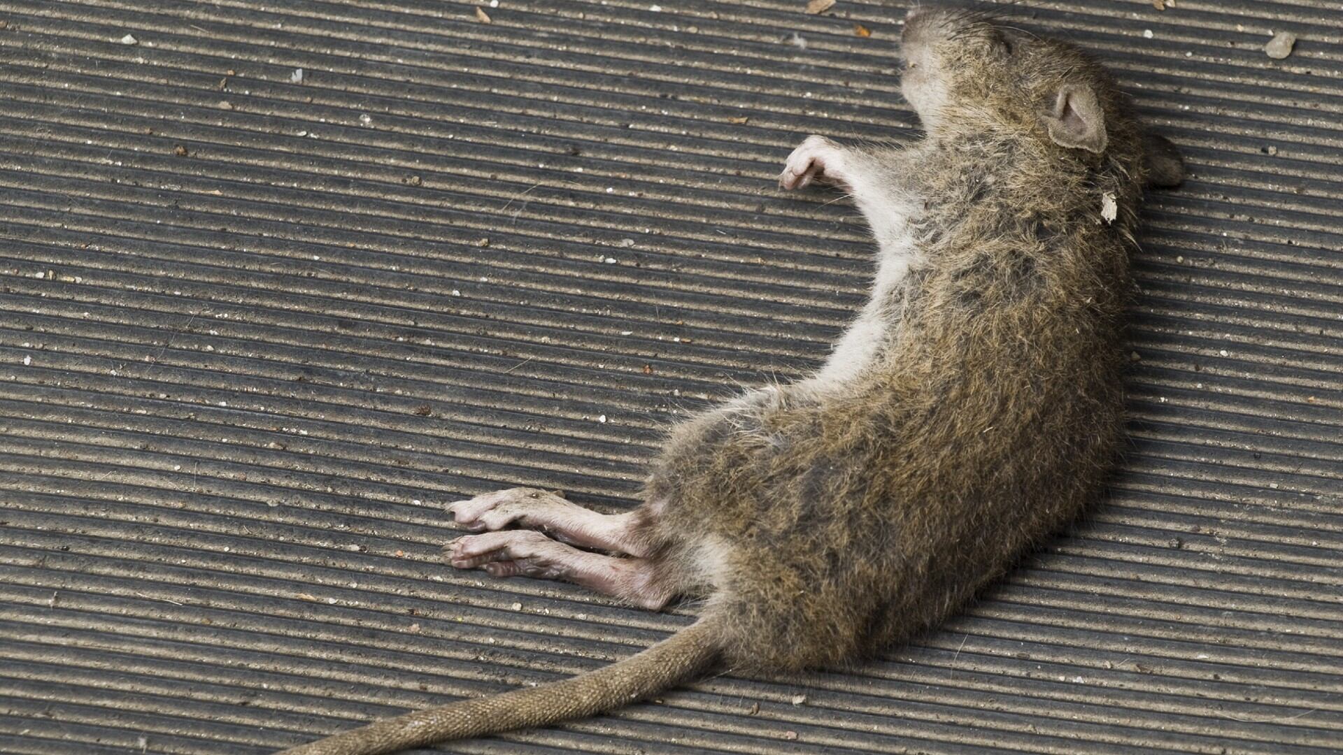 La muerte, en cualquier forma, a menudo se asocia con la transformación y el renacimiento.