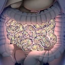 La flora intestinal es clave para proteger al cuerpo de infecciones.