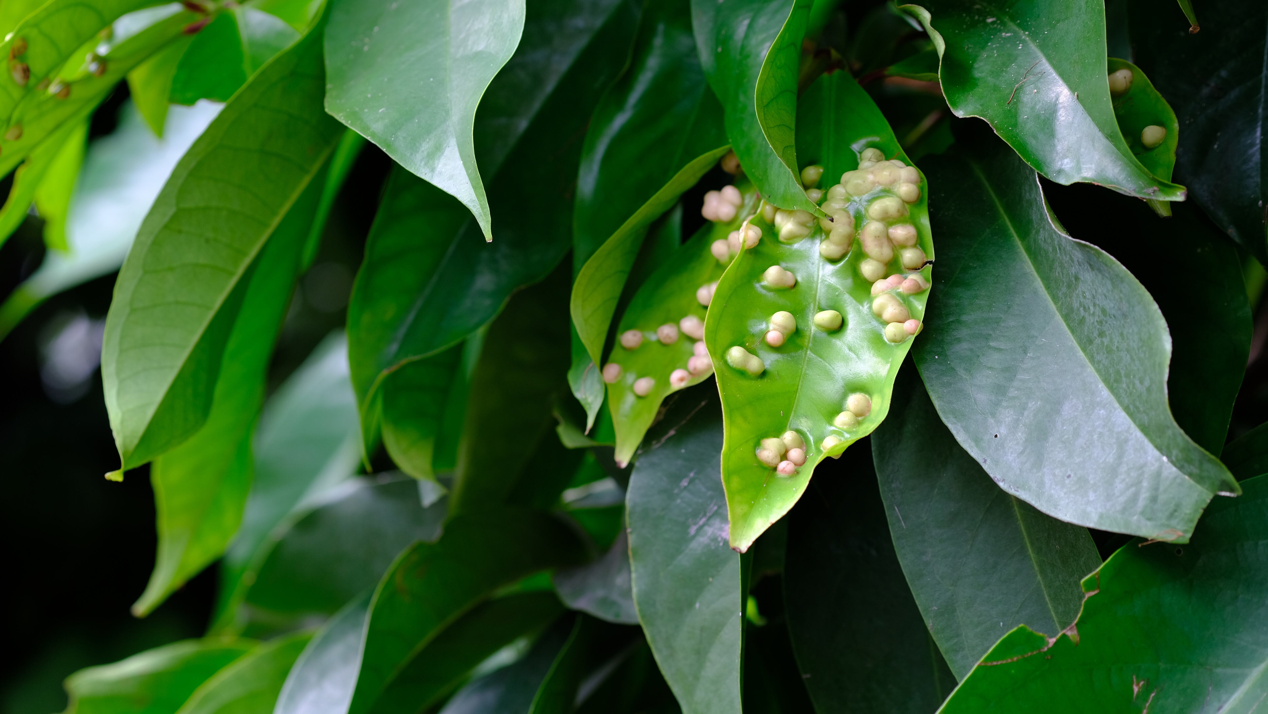 Descubra cómo evitar la aparición de hongos en sus plantas.