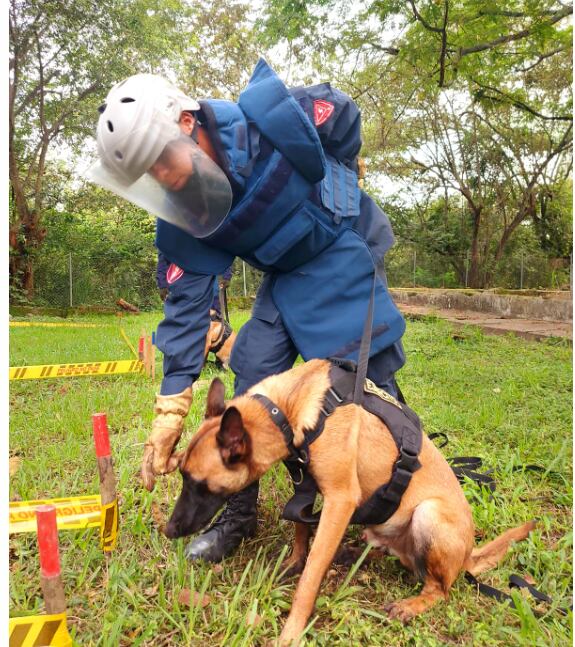Actividades de desminado