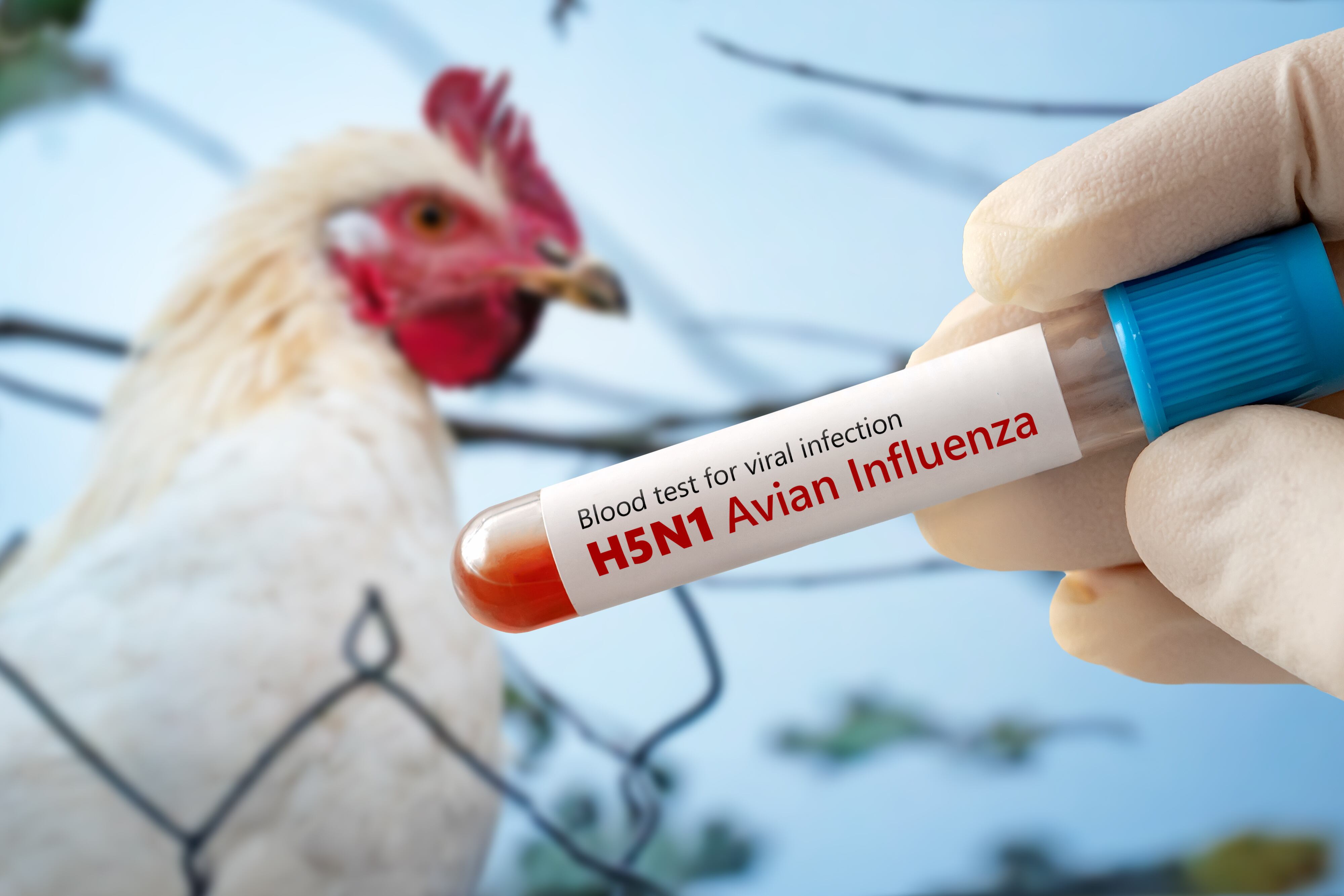 Virus de la influenza aviar observado en laboratorio, una de las enfermedades virales bajo vigilancia por su alto impacto en aves y potencial riesgo para humanos.