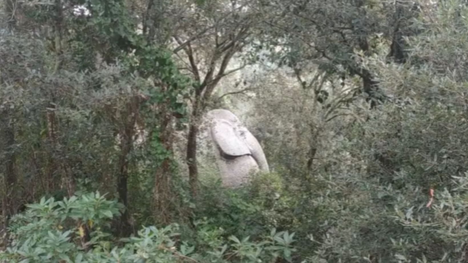 Orrius, el bosque más mágico y misterioso de España