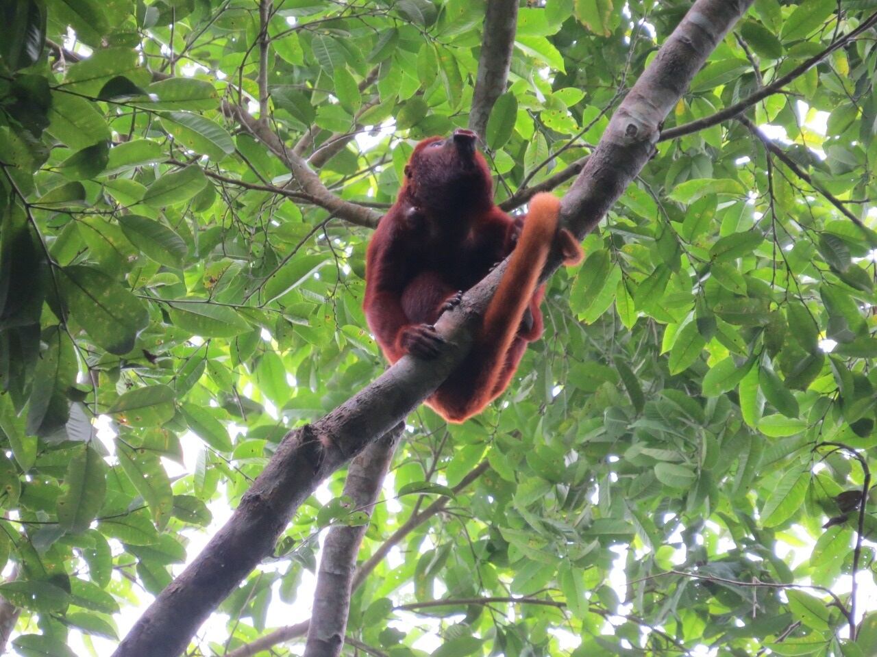 Mamíferos en Colombia