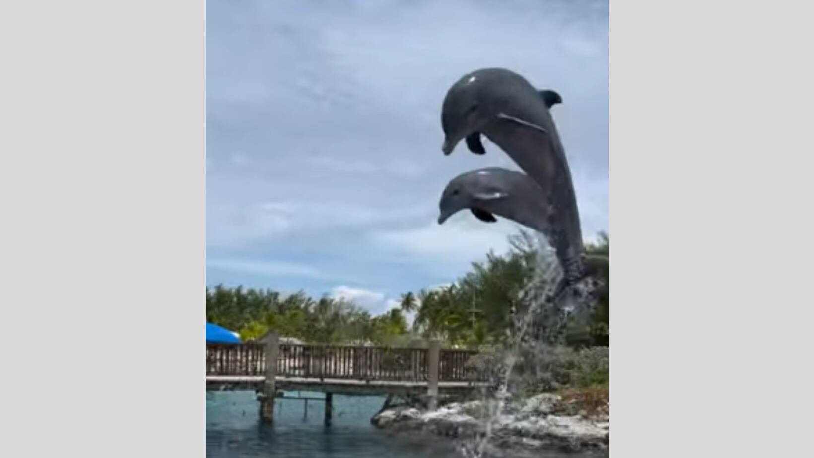 Blue Lago on Island, uno de los mejores sitios para poder nadar con delfines