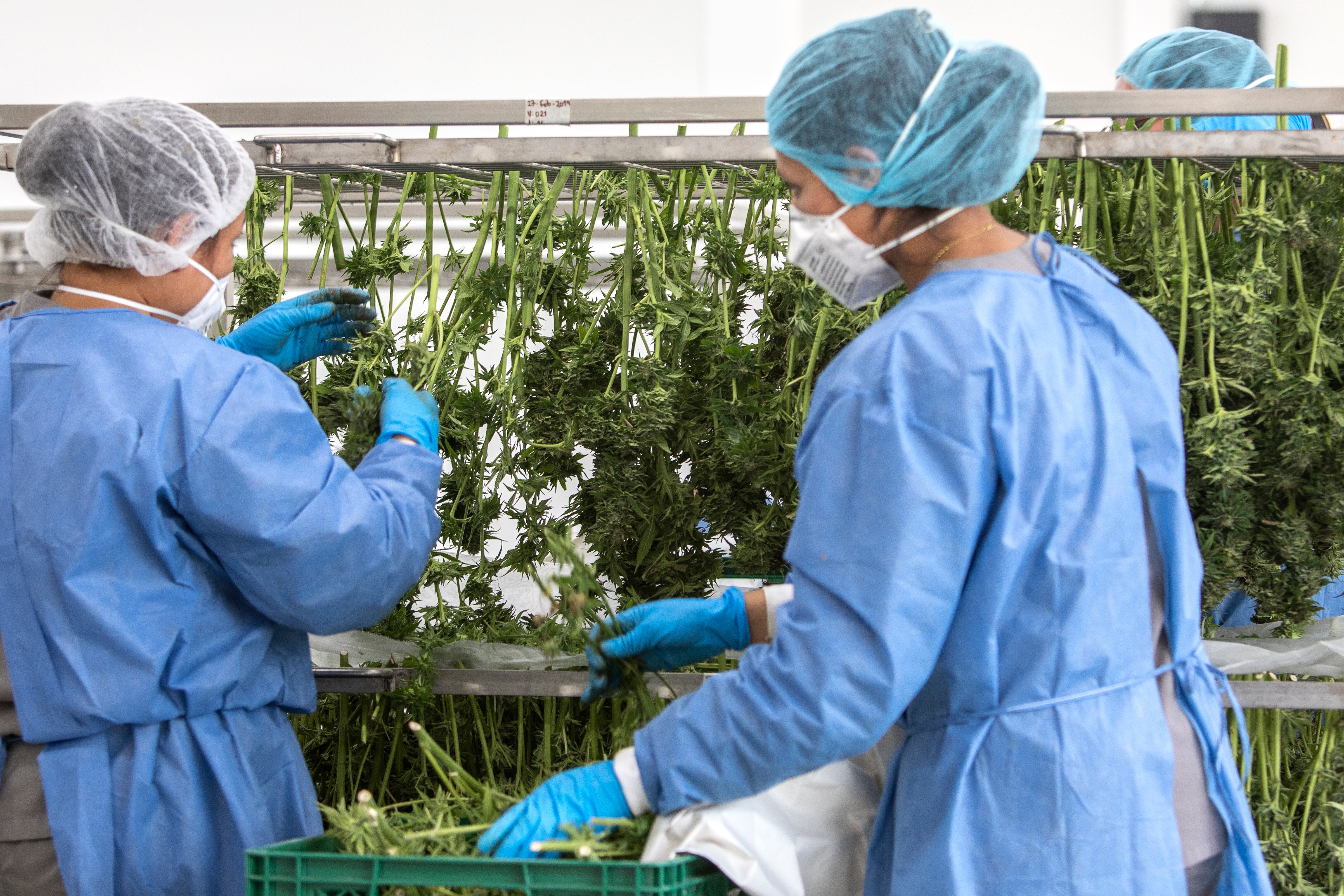 Archivo. Clever Leaves. Cultivos de Cannabis medicinal, Marihuana. Laboratorio de marihuana medicinal.
Foto: Juan Carlos Sierra.