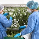 Archivo. Clever Leaves. Cultivos de Cannabis medicinal, Marihuana. Laboratorio de marihuana medicinal.
Foto: Juan Carlos Sierra.