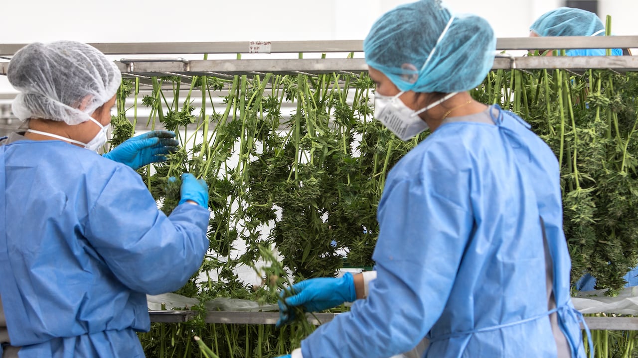 Laboratorio de marihuana medicinal. Foto: Juan Carlos Sierra.