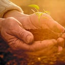 Old Peasant Hands holding a green young Plant and earthy Handful in Morning Sunlight Rays Earth Day Concept