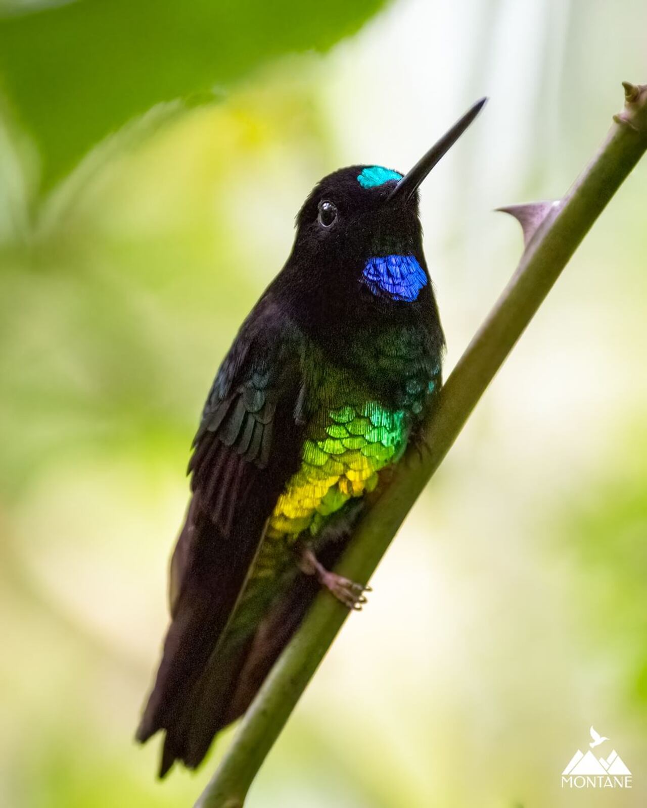 Coeligena orina (Colibrí del sol)