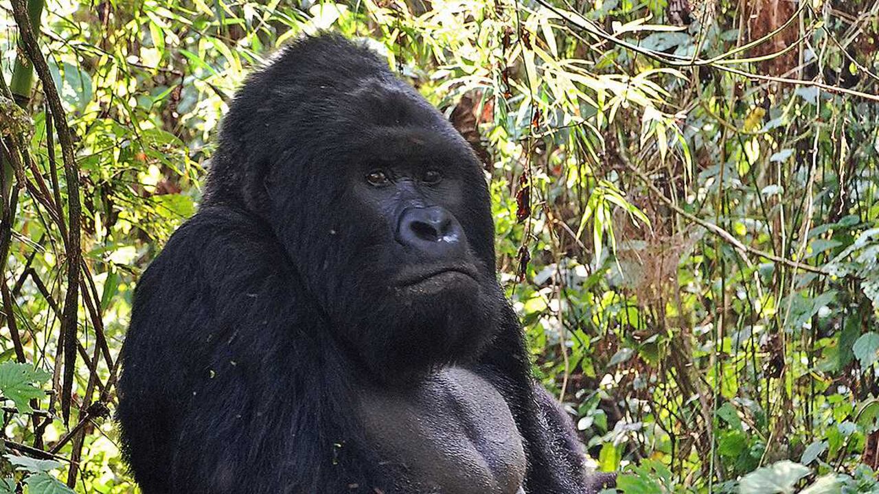 Un gorila en el Parque Virunga, República Democrática del Congo. (Foto: Peter Martell/AFP)